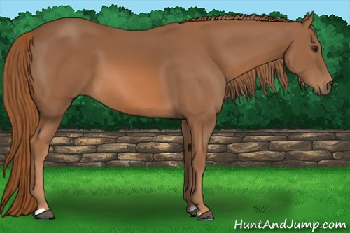 Horse Color: Unknown 