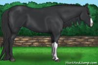 Horse Color:Black 
