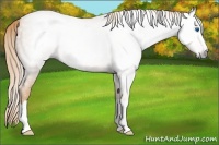 Horse Color:Gray Gold Champagne Roan Splash 