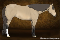 Horse Color:Buckskin 