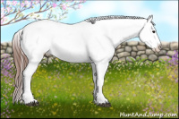 Horse Color:Brown Appaloosa