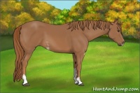 Horse Color:Chestnut Sabino 