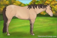 Horse Color:Amber Champagne 