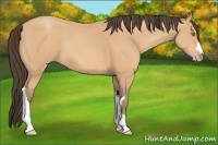 Horse Color:Amber Champagne 