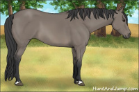 Horse Color:Grullo 