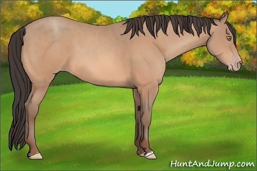 Horse Color: Amber Champagne 