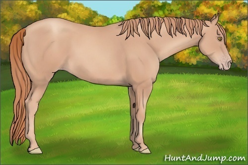 Horse Color: Gold Champagne 