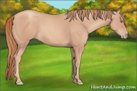 Horse Color:Gold Champagne 