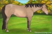 Horse Color:Amber Champagne 