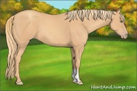 Horse Color:Gold Champagne 