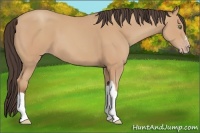 Horse Color:Amber Champagne 