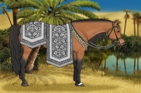 Horse Color:Bay Rabicano 
