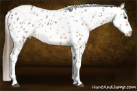 Horse Color:Buckskin Tobiano Appaloosa