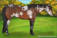 Horse Color:Bay Ice Rabicano 