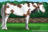 Horse Color:White Spotted Bay Splash Frame