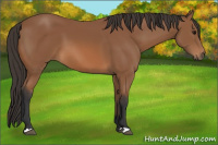 Horse Color:Bay 