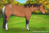 Horse Color:White Spotted Bay 