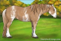 Horse Color:White Spotted Chestnut 