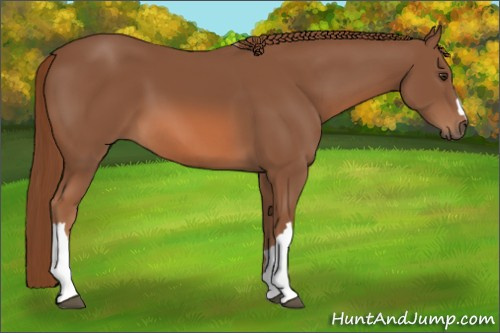 Horse Color: Chestnut 