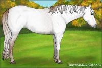 Horse Color:Gray Red Roan 