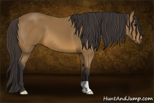 Horse Color: Buckskin 
