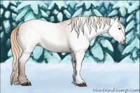 Horse Color:Gray Red Dun 