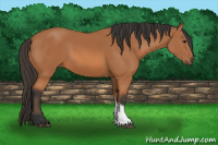 Horse Color:Bay Tobiano 