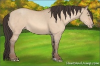 Horse Color:Amber Champagne Dun 