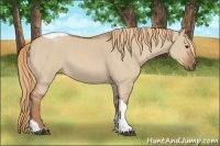 Horse Color:Red Dun Tobiano 