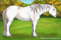Horse Color:White Spotted Bay Splash Appaloosa
