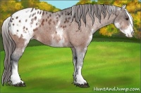 Horse Color:White Spotted Brown Blanket 