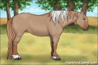 Horse Color:Red Dun Tobiano