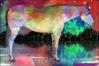 Horse Color:White Spotted Bay 