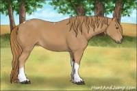 Horse Color:Chestnut Tobiano 