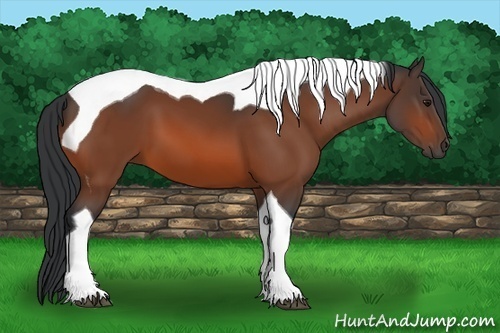 Horse Color: Brown Tobiano 