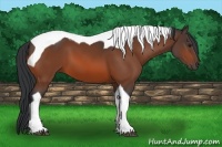 Horse Color:Brown Tobiano