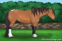 Horse Color:Bay Tobiano 
