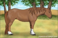 Horse Color:Chestnut Tobiano