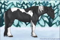 Horse Color:Black Tobiano 