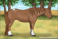 Horse Color:Chestnut Tobiano