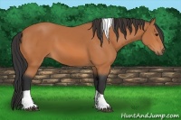 Horse Color:Bay Tobiano 