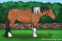 Horse Color:Bay Tobiano 
