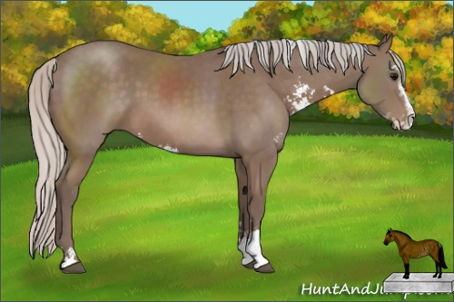 Horse Color: Silver Black Sabino Rabicano 