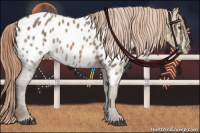 Horse Color:Chestnut Ice Appaloosa 