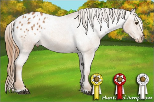 Horse Color: Unknown 
