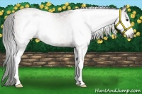 Horse Color:Gray Classic Champagne Splash 