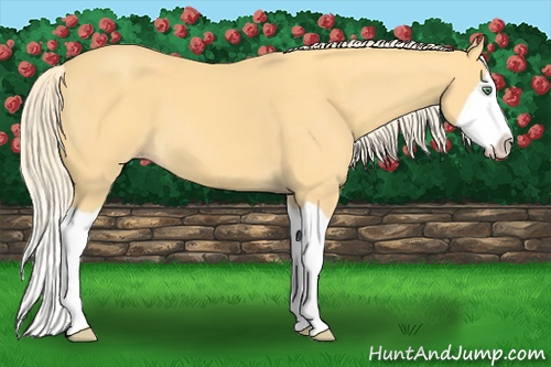Horse Color: Gold Cream Champagne Splash 