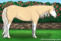 Horse Color:Gold Cream Champagne Splash 
