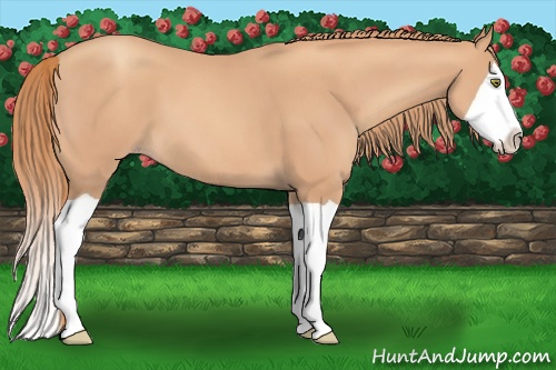 Horse Color: Gold Champagne Splash 
