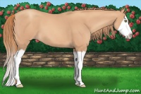 Horse Color:Gold Champagne Splash 